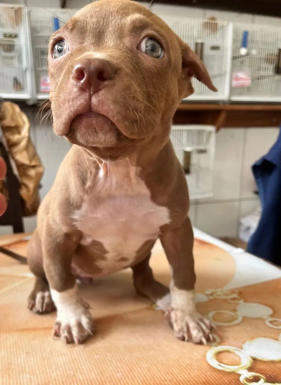 PIT BULL  - Foto 3