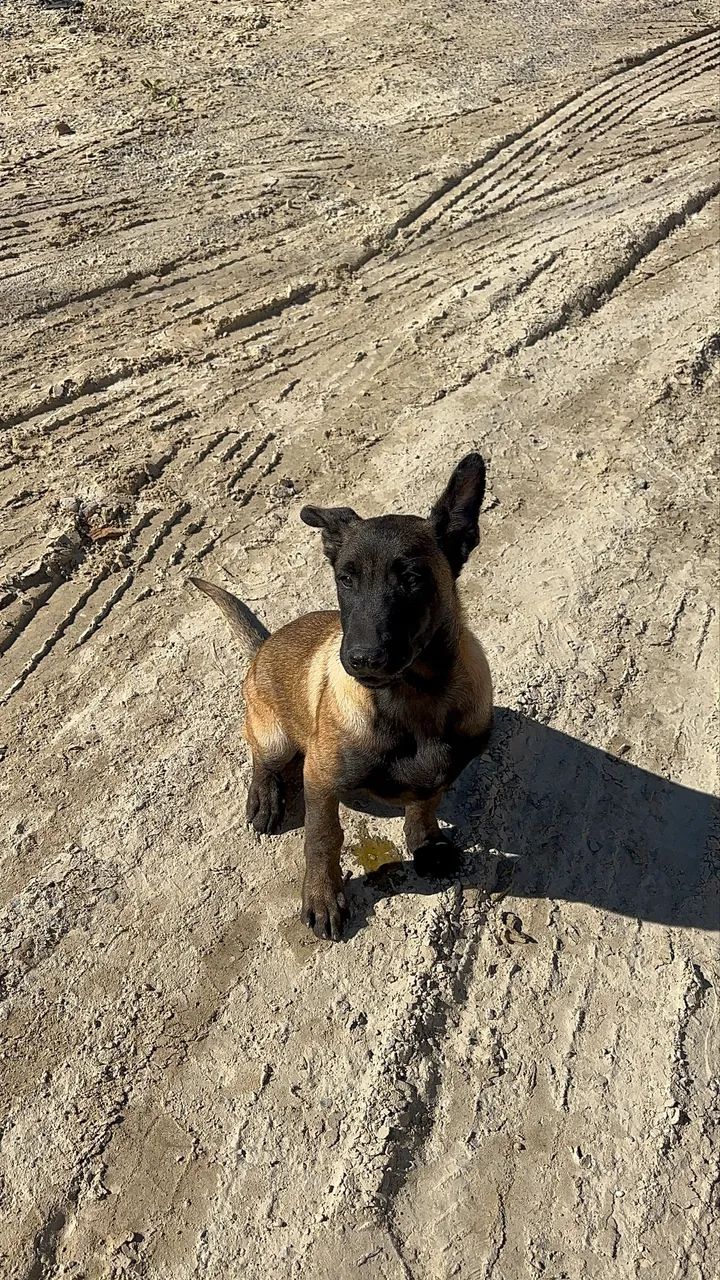 Pastor belga Malinois  - Foto 2
