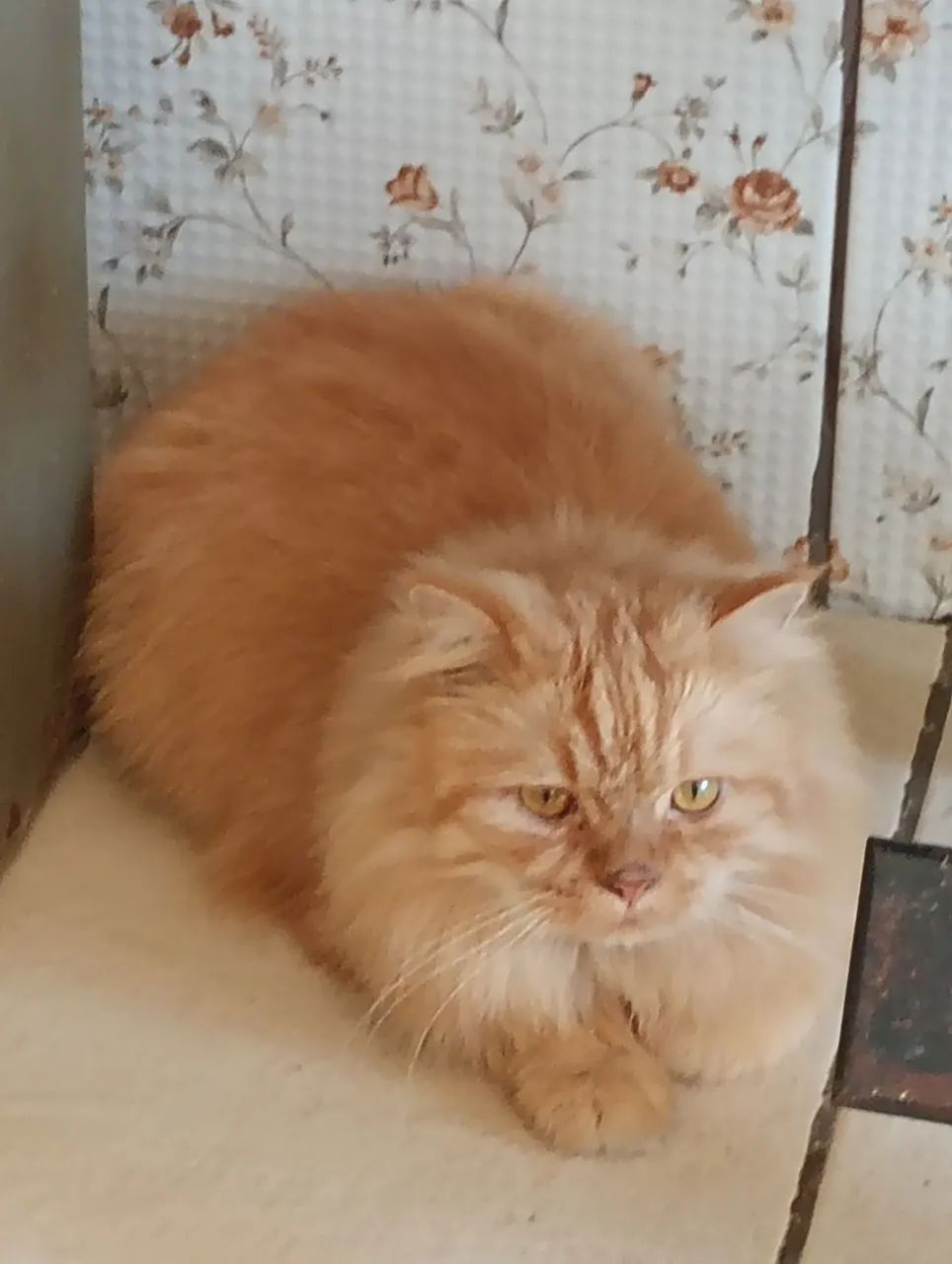 Vendo gato persa