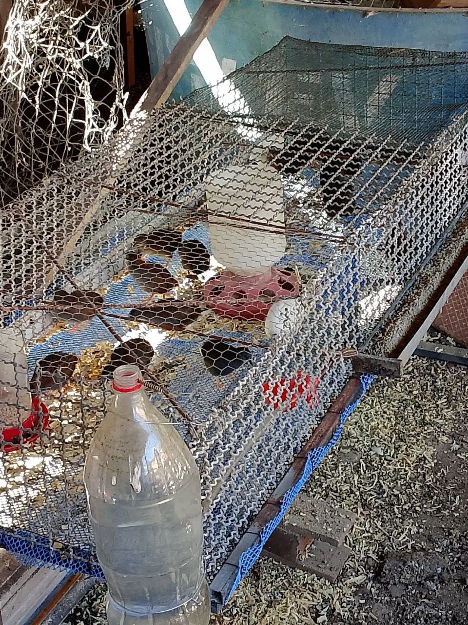 Codornas chinesas e viveiro com bebedouro automático  - Foto 2