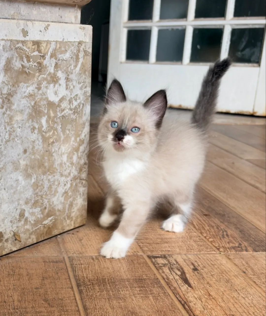 Gato persa com siamês  - Foto 3