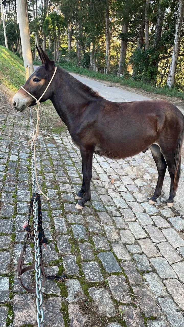 Burro Preto - Foto 4