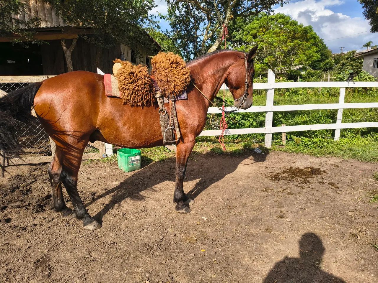 Criolo máquina  - Foto 3