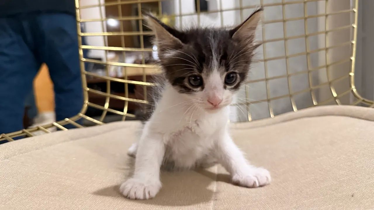 Adoção de filhote - Foto 2