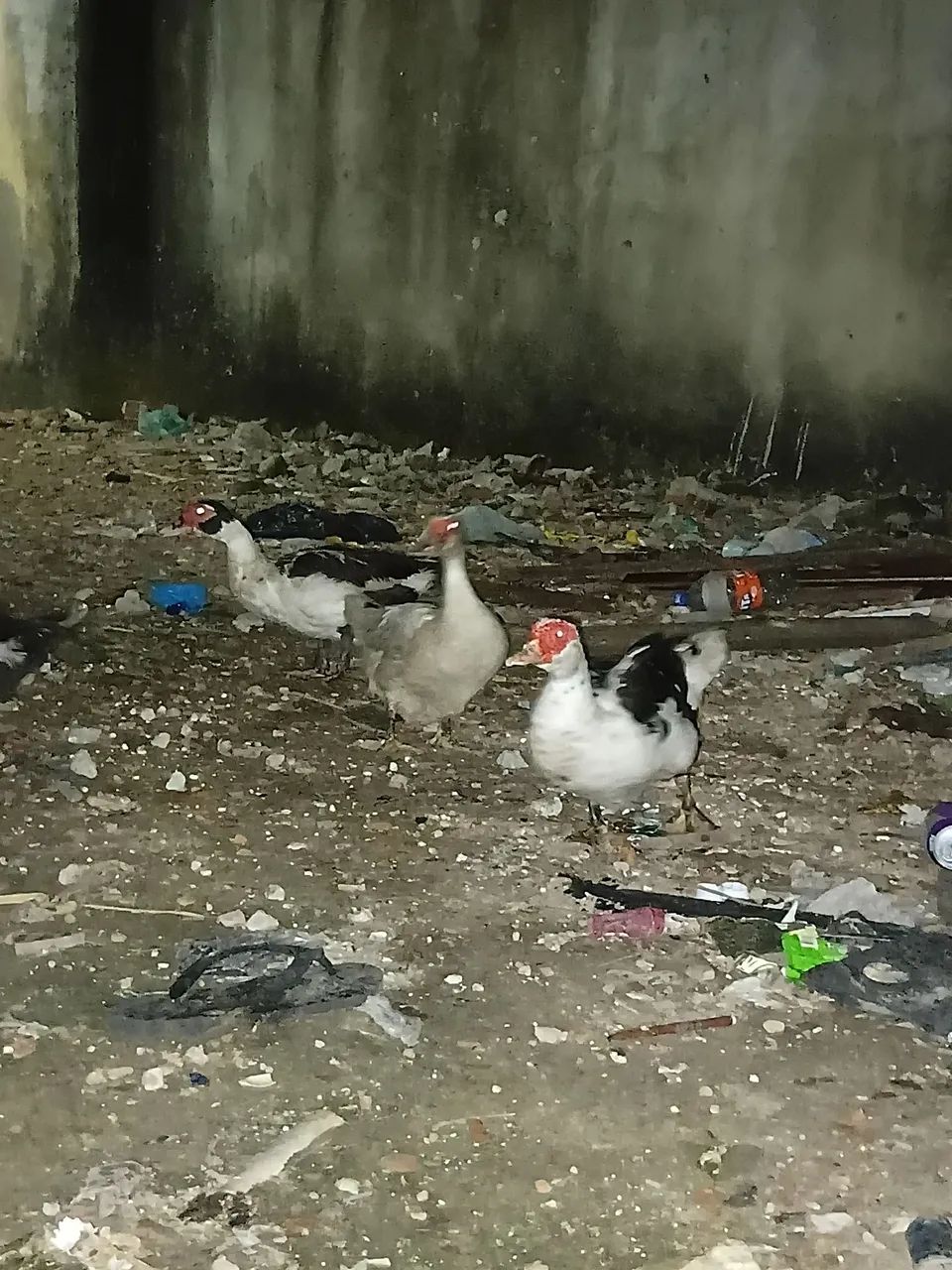 pato e patas grandes e saudáveis  - Foto 3