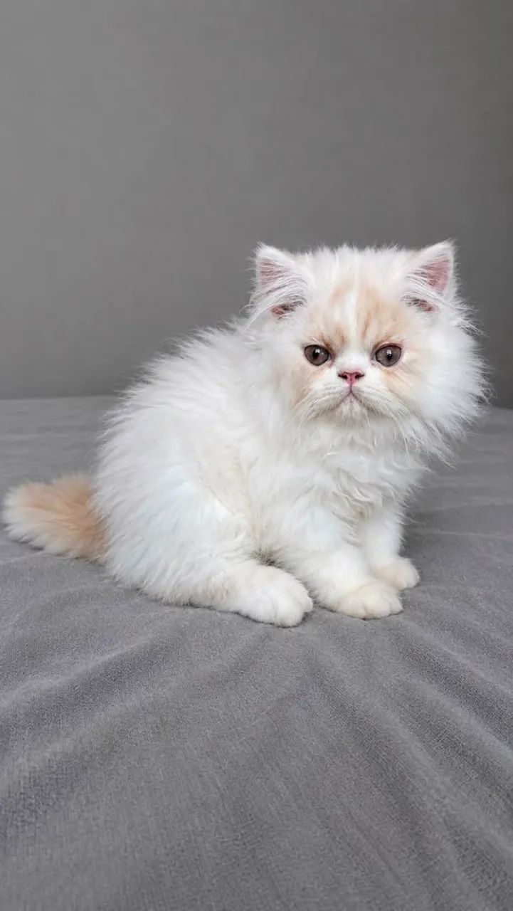 Gato Persa - Foto 2