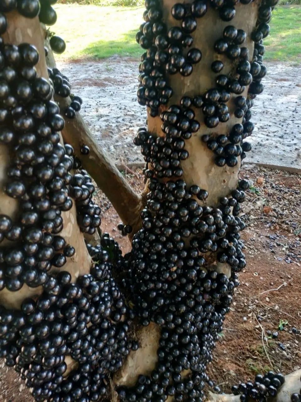 Excelente Sítio a Venda em Bom Despacho  - Foto 5