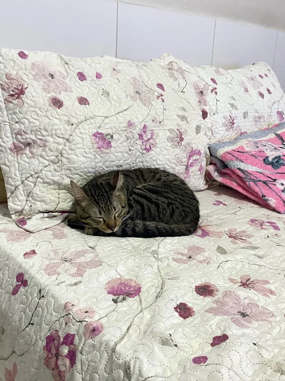 Doação responsável de gato macho
