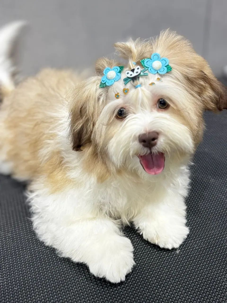 Shih Tzu fêmea 