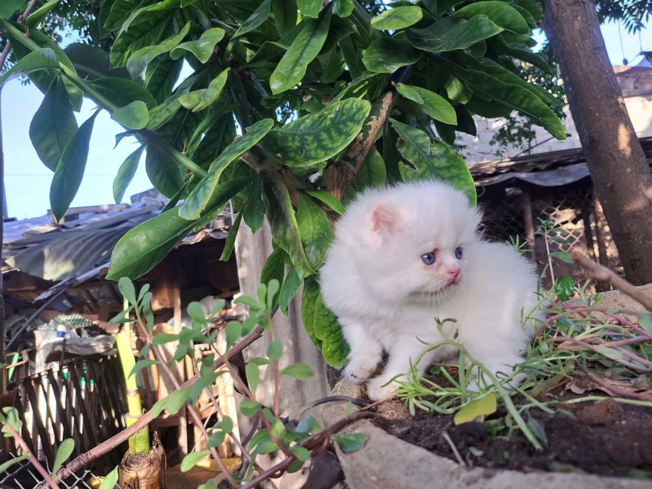 Gatos persas @elisandrapet