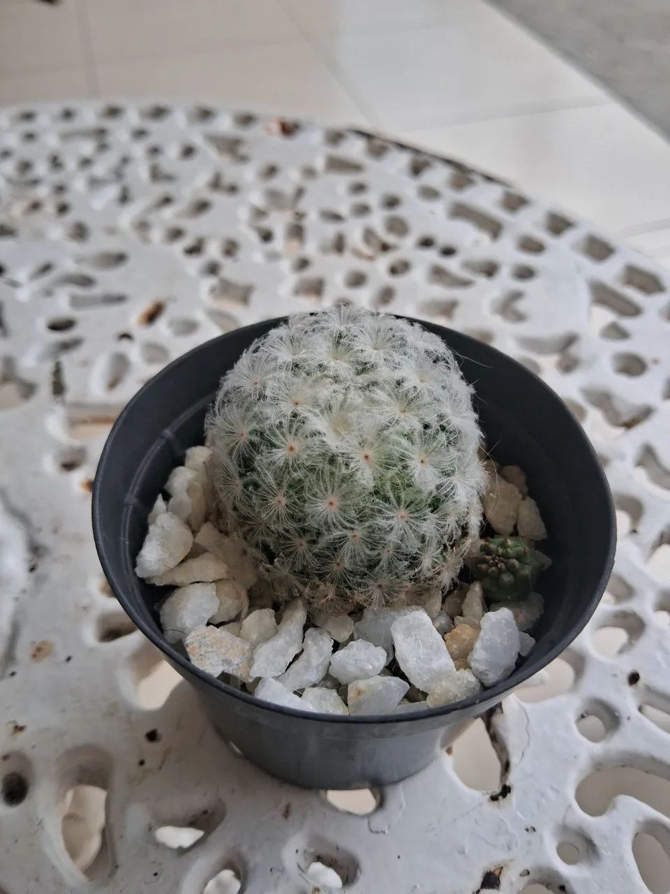 Vendo cactos - Foto 4