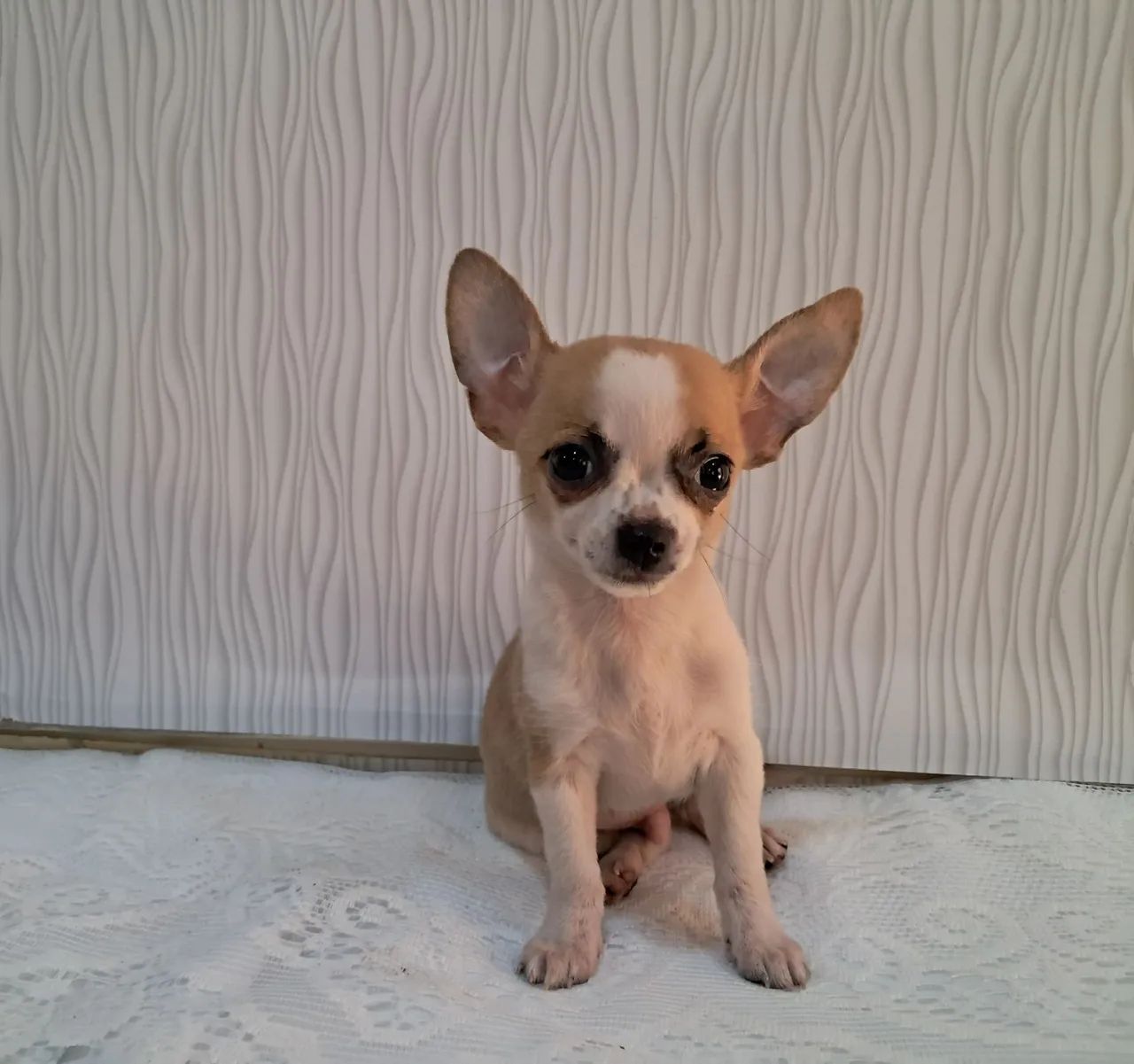 Chihuahua macho - Foto 3