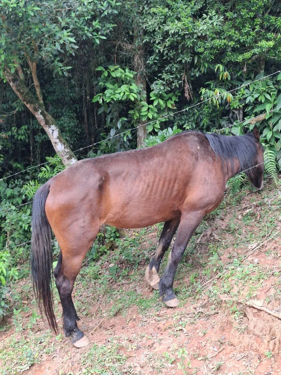 Égua Crioula Documentada - Foto 2