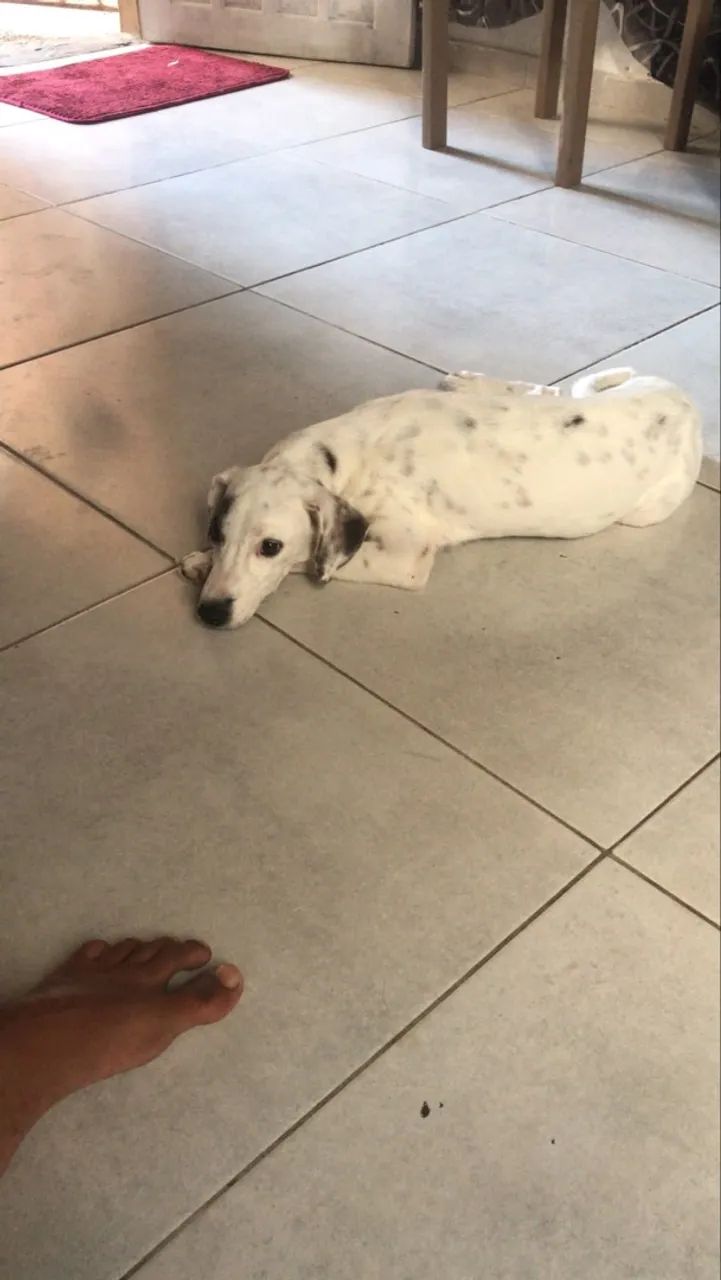 Doação de cachorra  - Foto 5