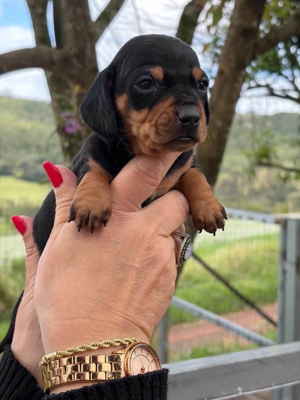 Daschund mini - Foto 4