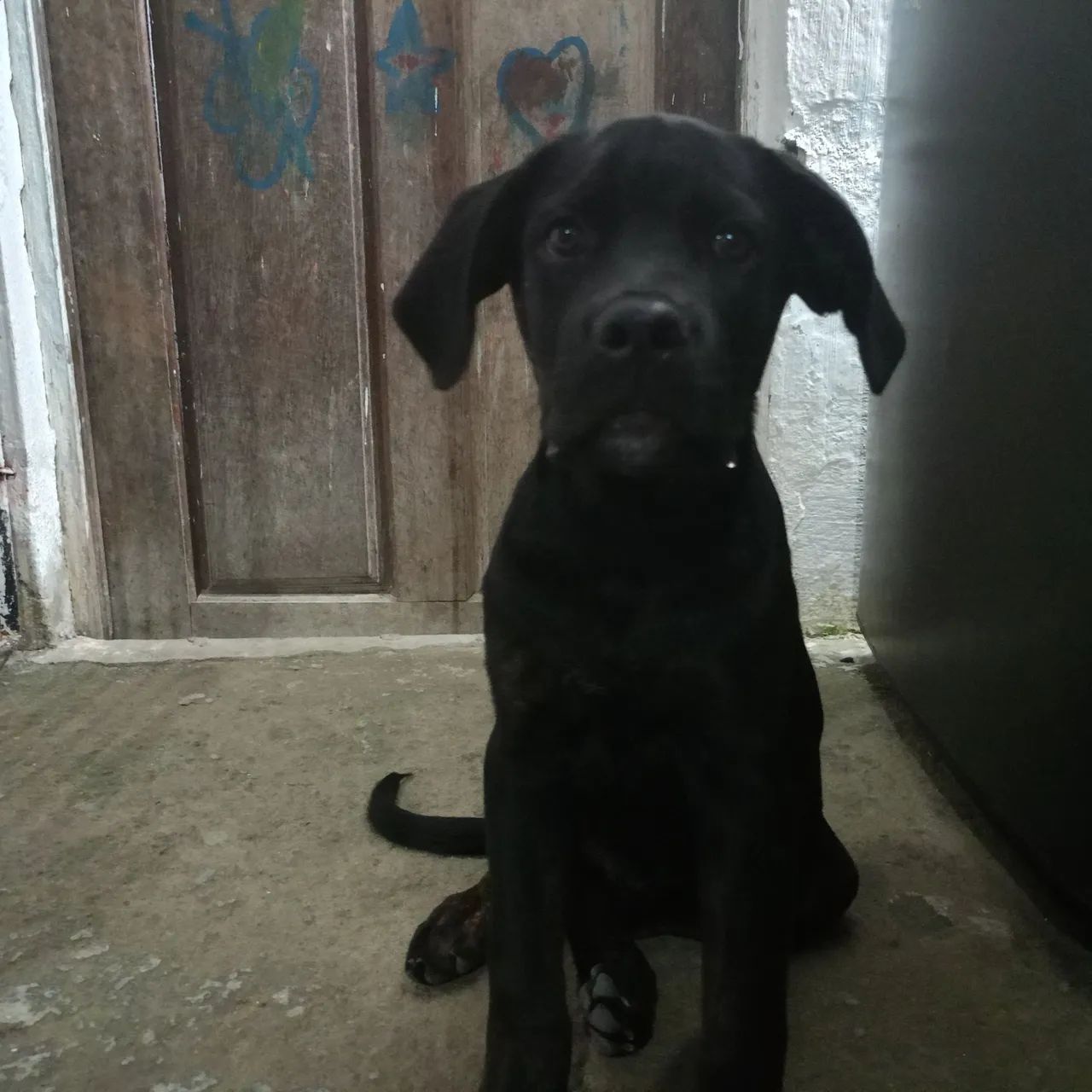 Cachorro cane corso fêmea  - Foto 5