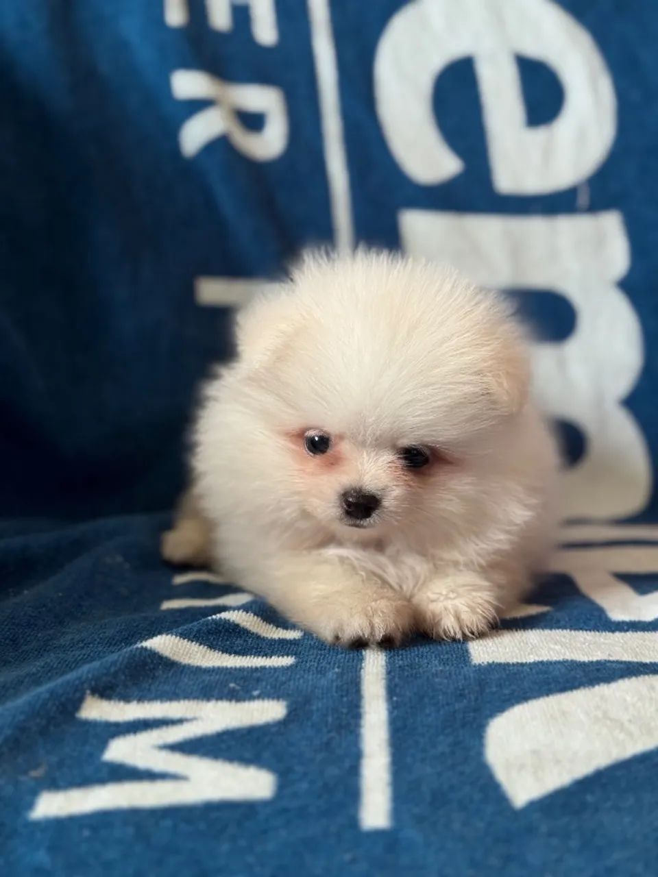 Lulu da Pomerania parcelamos 18 vezes sem juros  - Foto 4