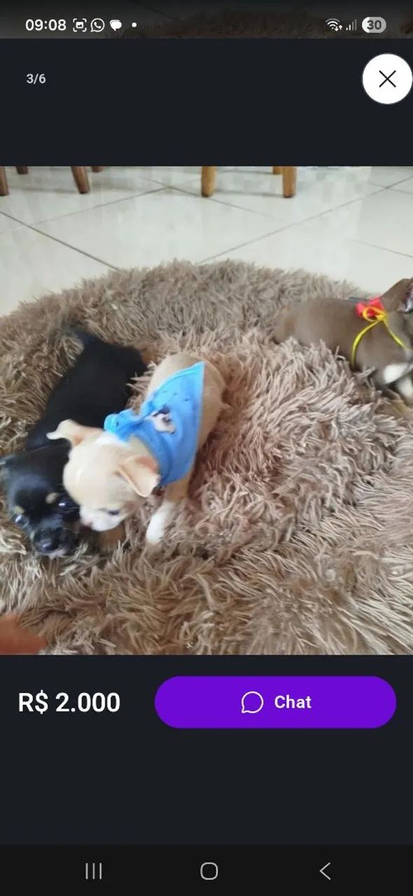 Chiuahua cabeça de maçã. - Foto 4