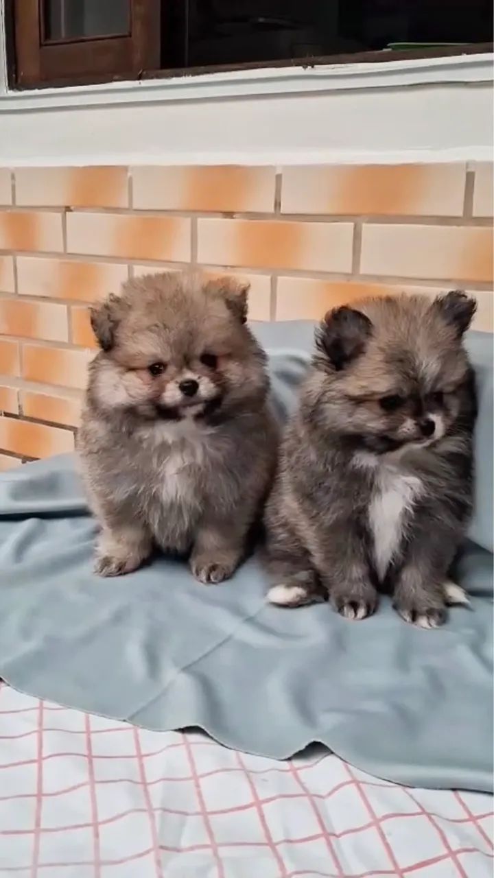 Spitz Filhotes 