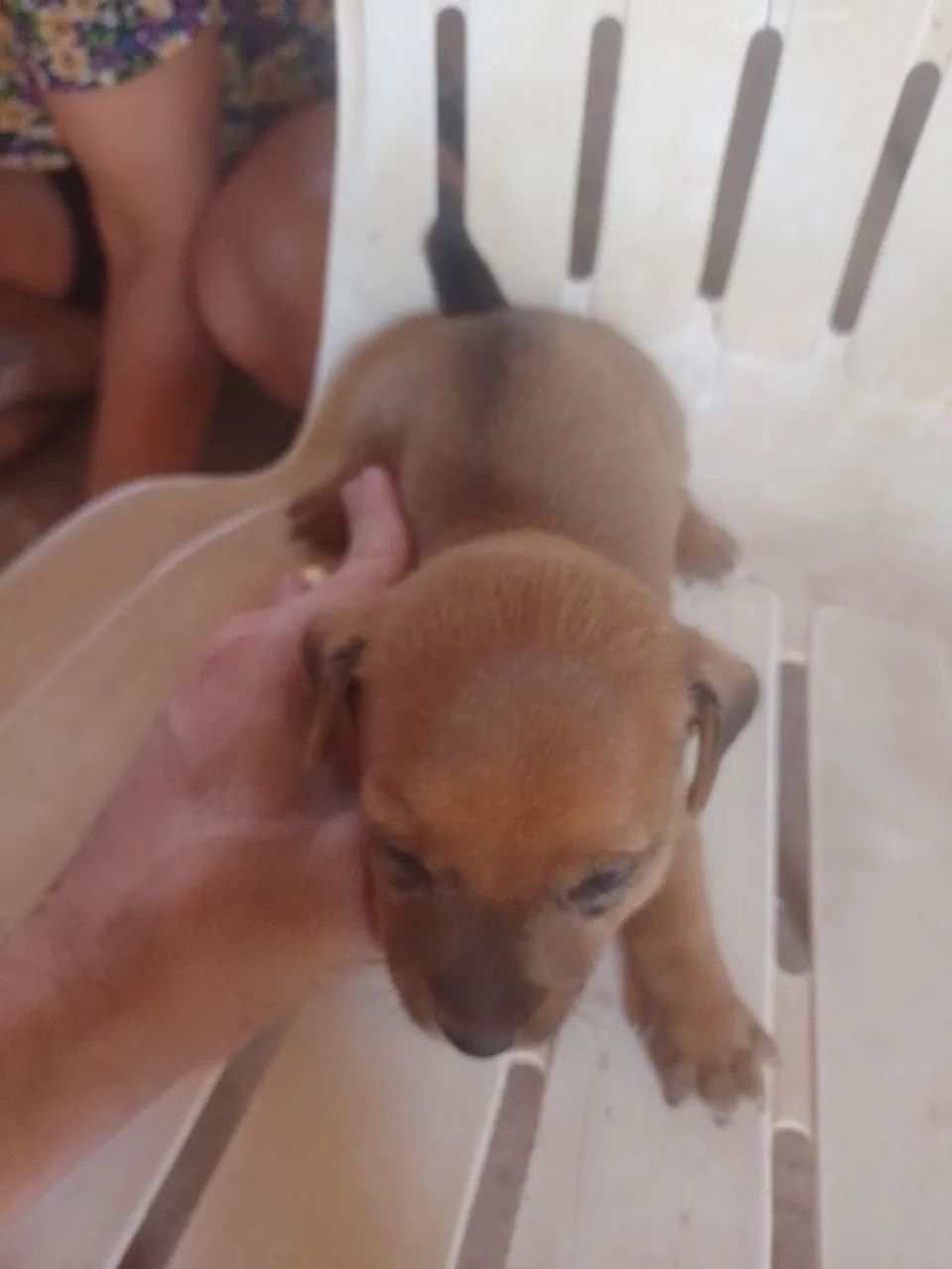 Animais De Estimação  - Foto 4