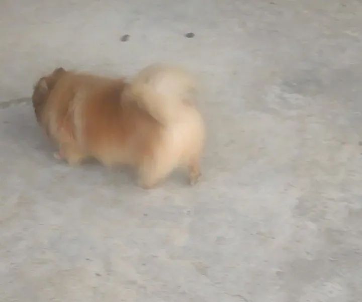 Spitiz Alemão Macho  - Foto 4