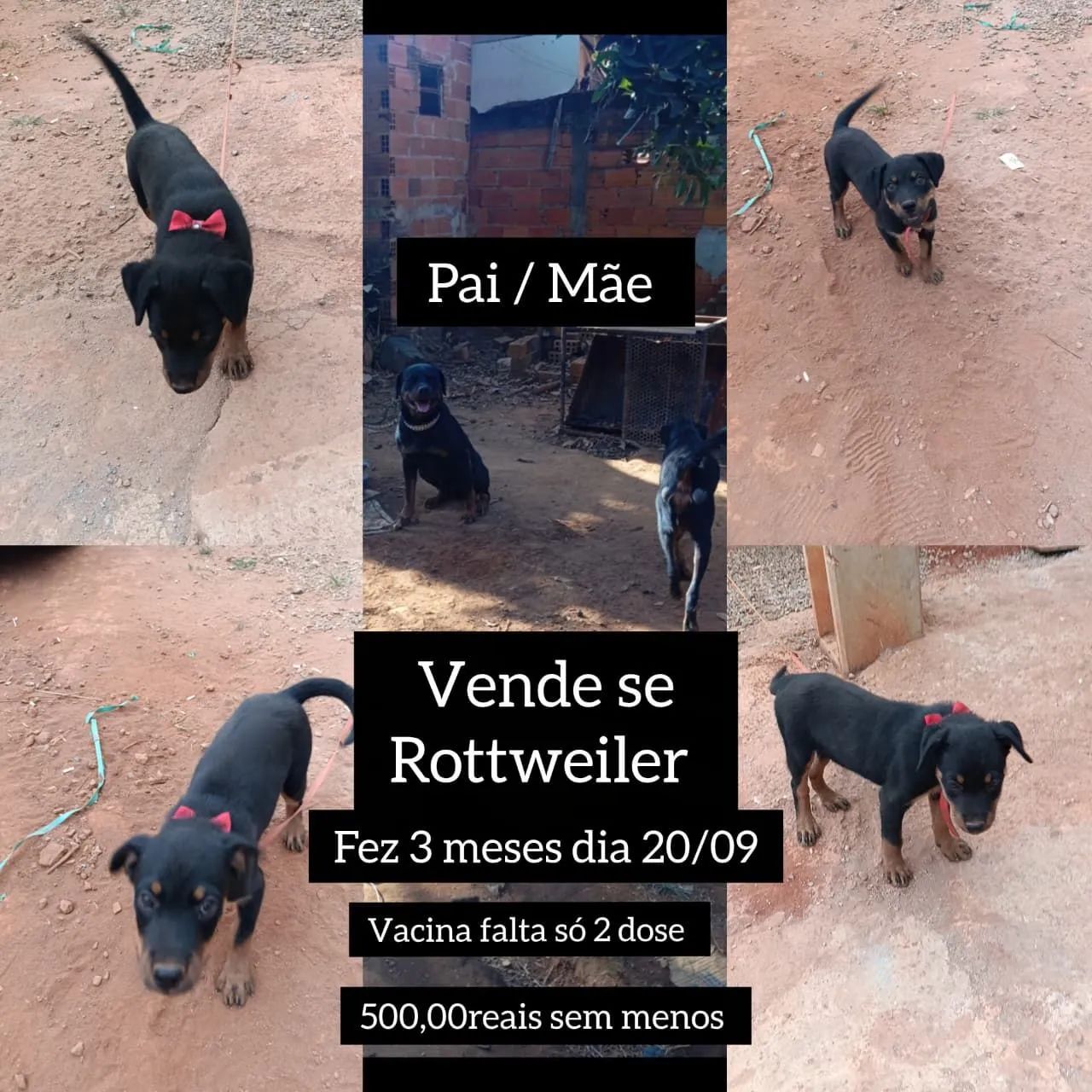 Venda de cachora rotvale 