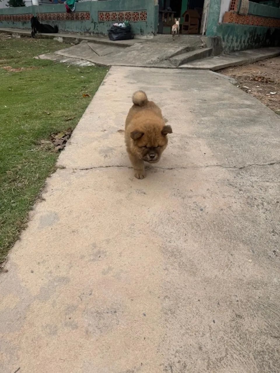 Cachorro chow chow - Foto 4
