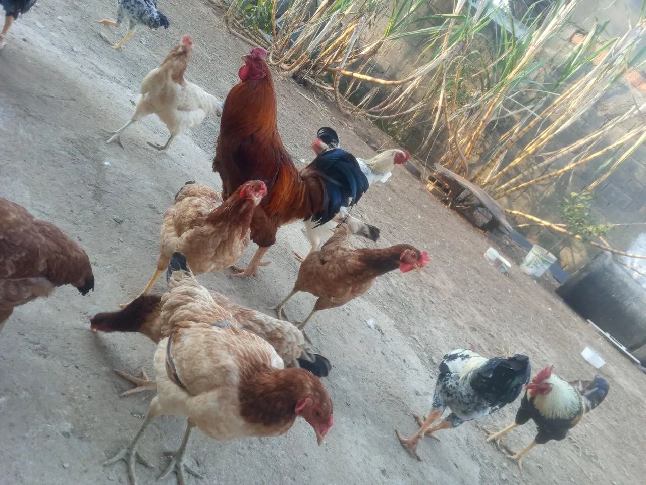 Frango de raça 