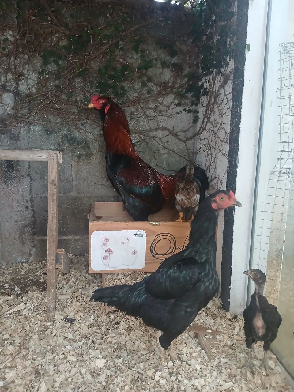 Galo e galinha inguesa  - Foto 3