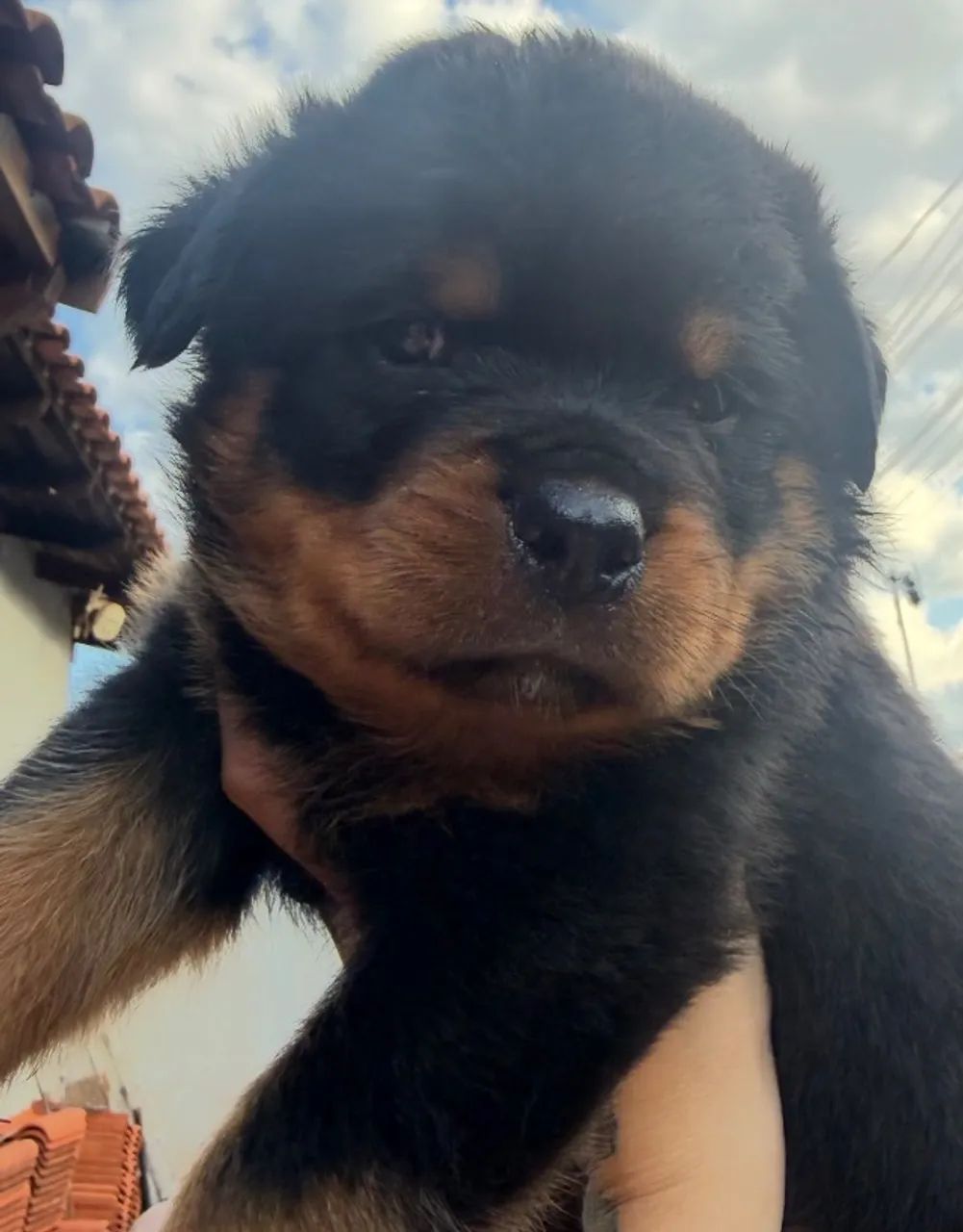 Rotweiller 