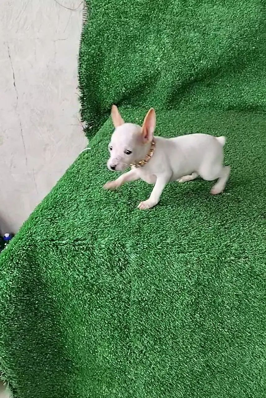 Pinscher pré adestrado  - Foto 2