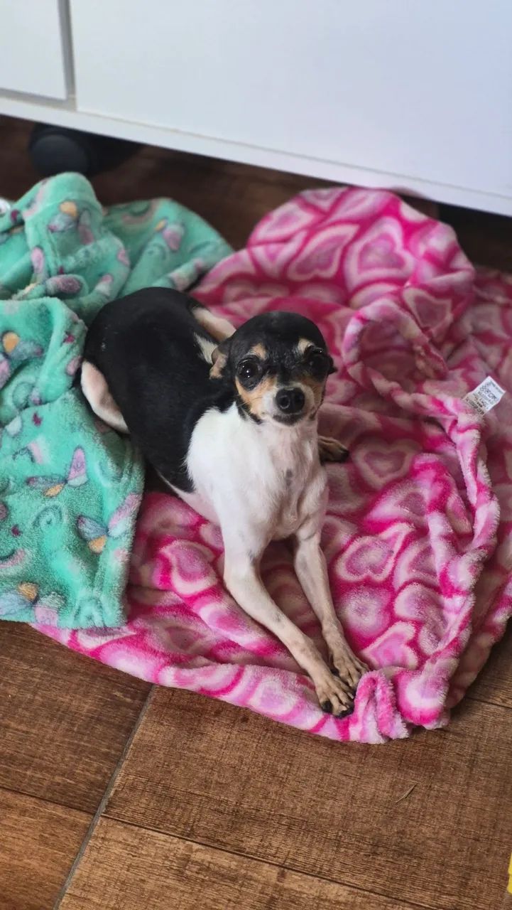 Pinscher zero - Foto 4