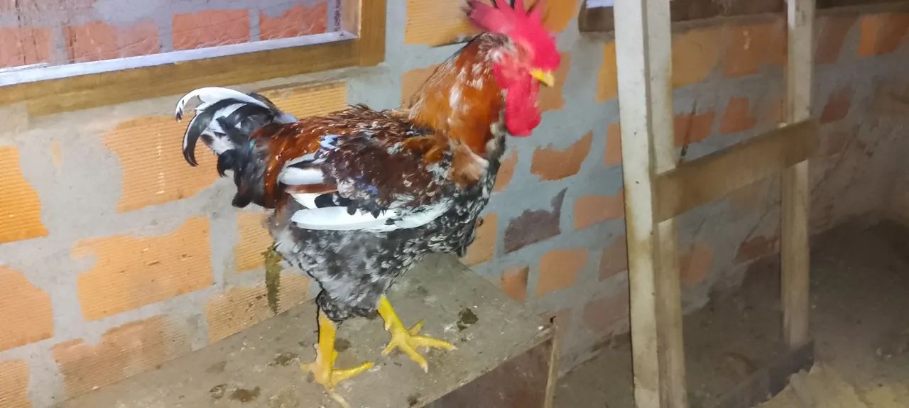 Vendo ovos GSB raça puríssima  - Foto 6