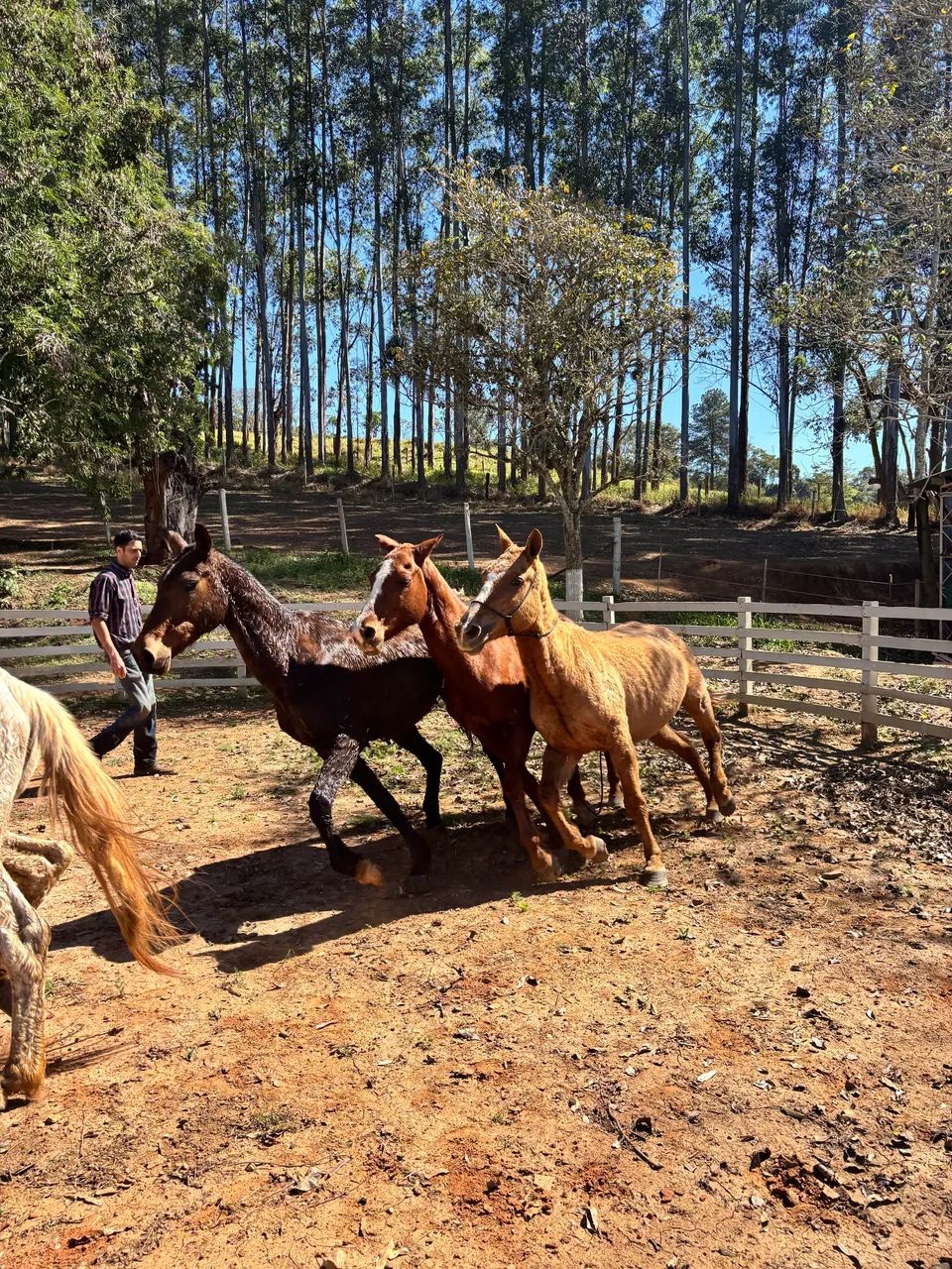 3 éguas e um cavalo  - Foto 3