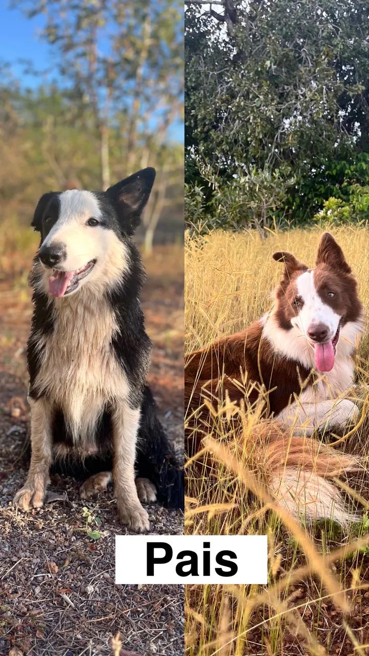 Vendo cães da raça Border Collie  - Foto 5
