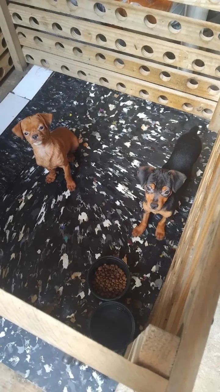 Cachorro piche  - Foto 2