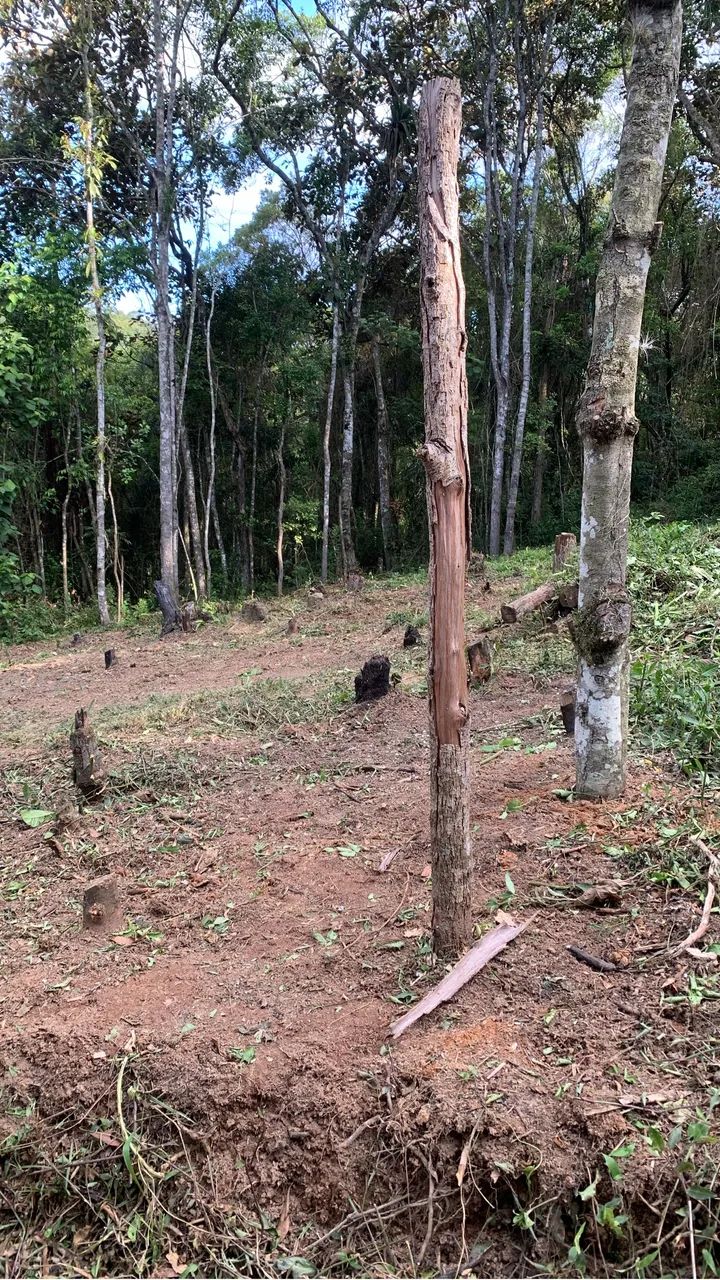 Foto - Embu-Guaçu - Colibris