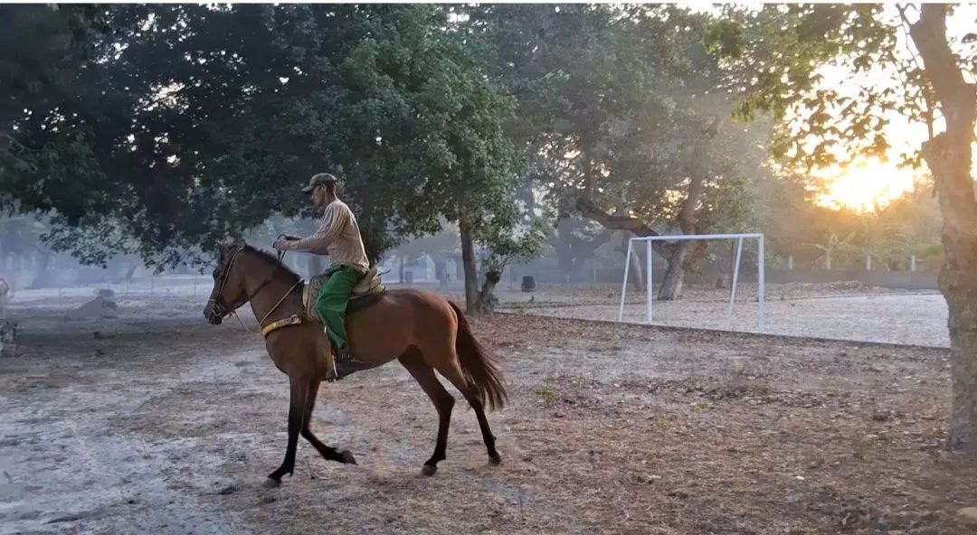 Cavalo Manga Larga - Foto 3