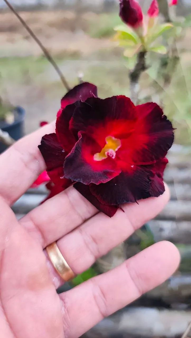 Rosas do Deserto  - Foto 2