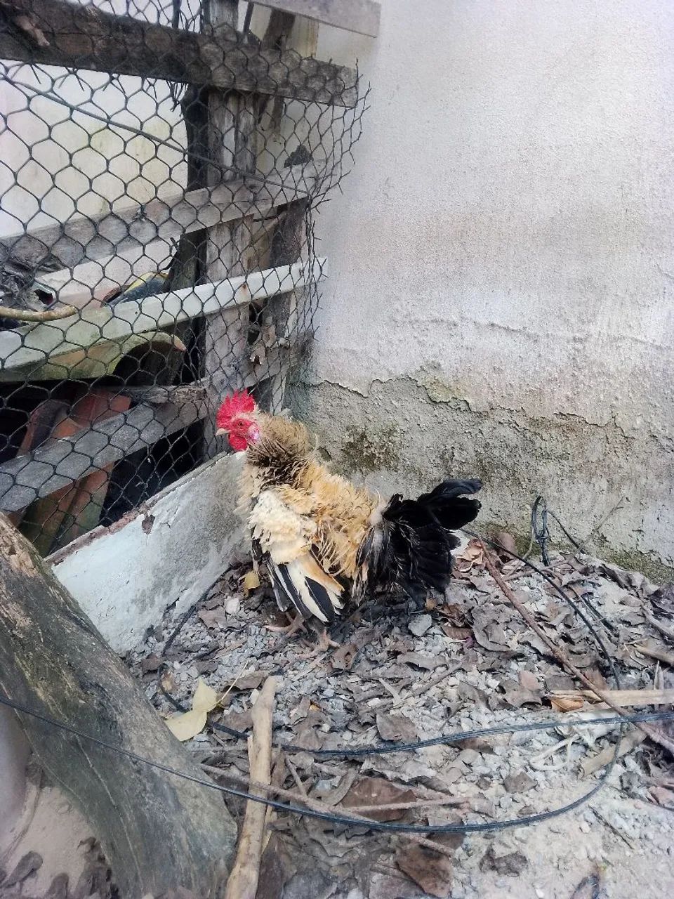 Casal de garnize 