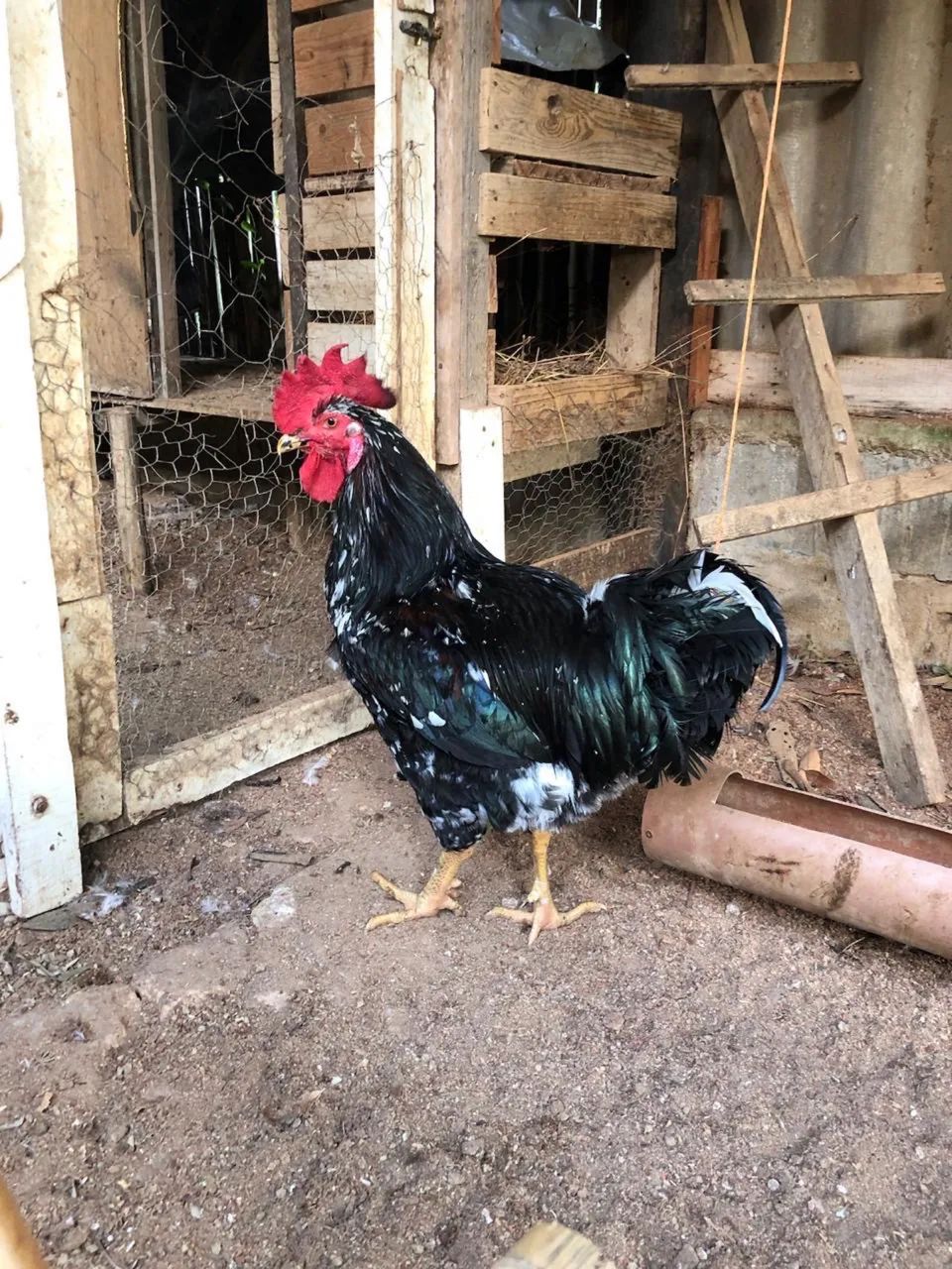 Galo novo gsb sertanejo balão - Foto 2