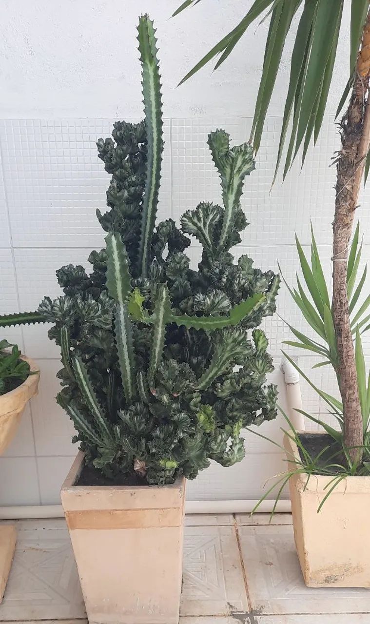 Cacto - Foto 2