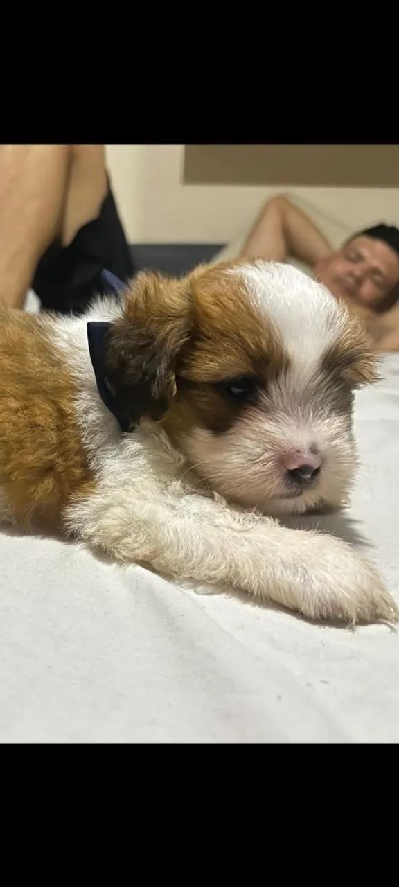 Shitysu lindos  - Foto 4