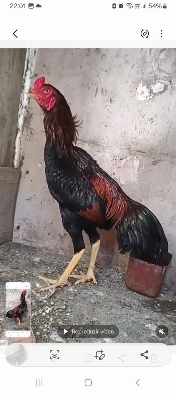 Frango de raça 