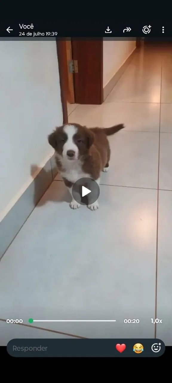 Filhote Border collie Macho 