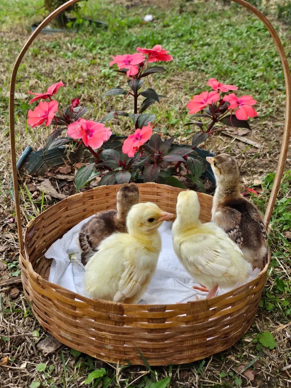 Frangos Coloridos  - Foto 5