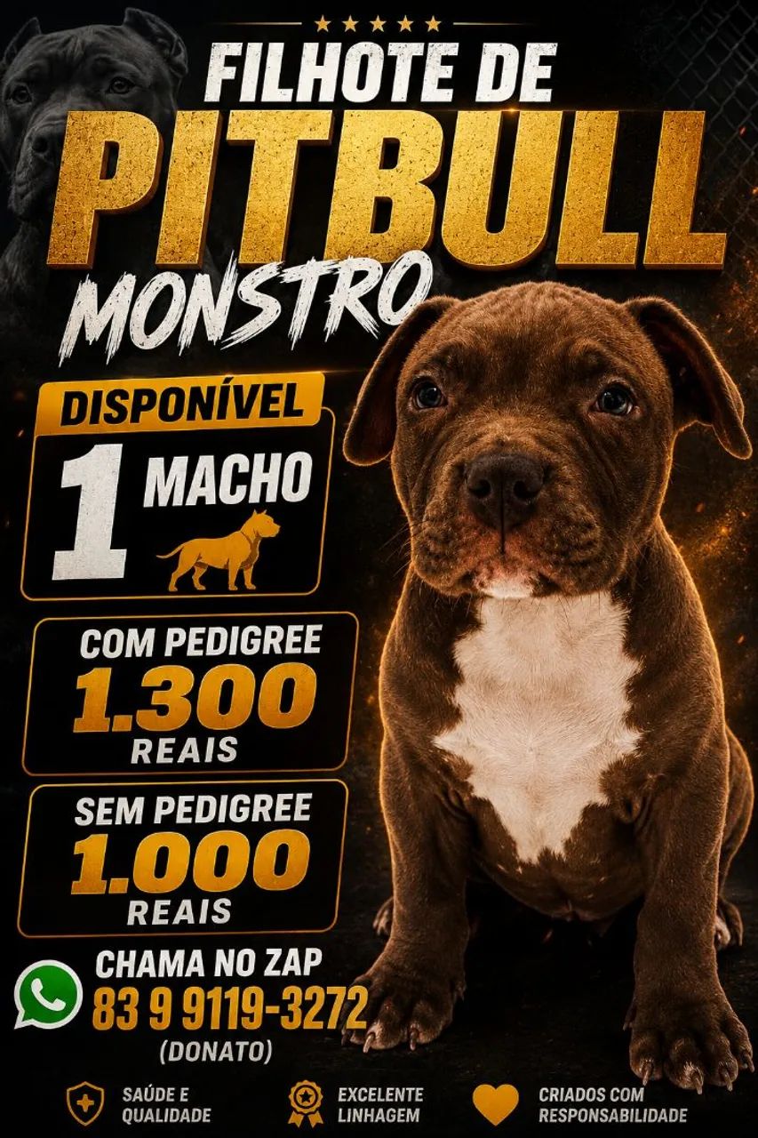 Vende-se filhote de Pitbull Monstro 
