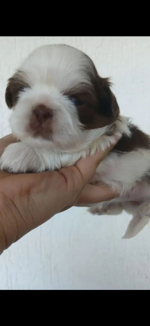 Filhotes chitson - Foto 2