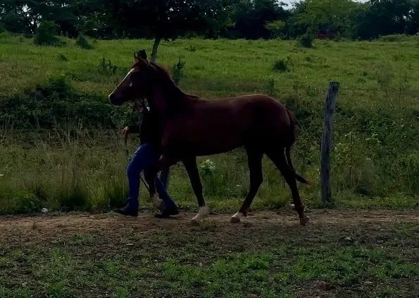 Potro mangalarga - Foto 5