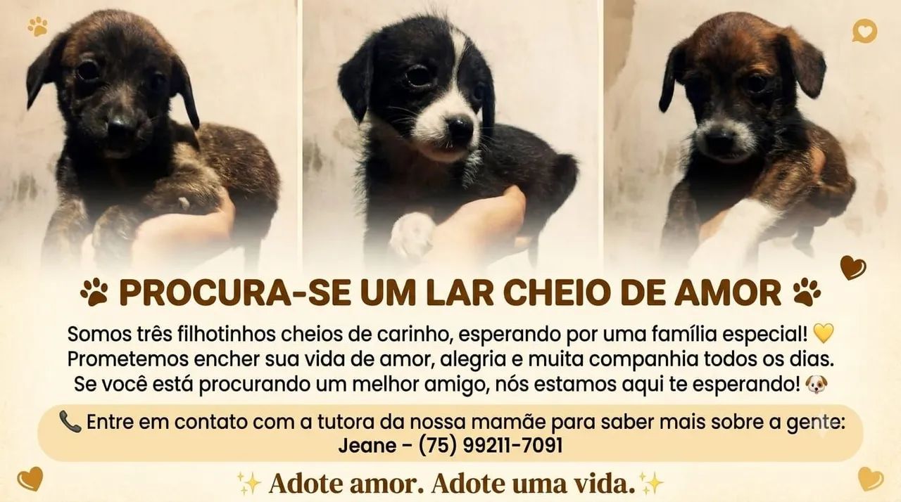 Doação de cachorros - Foto 2